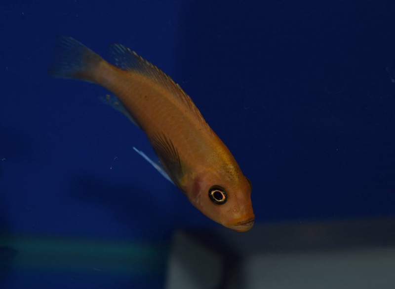 Maylandia estherae 'Narungu'